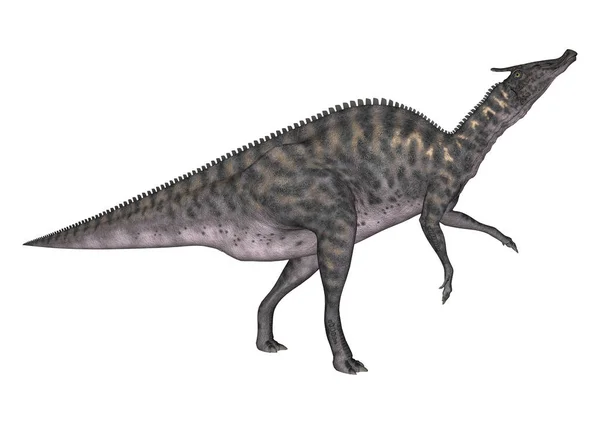 화이트에 3d 렌더링 공룡 Saurolophus — 스톡 사진