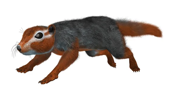 3D Rendering Red Bush Squirrel on White — Stock Photo, Image