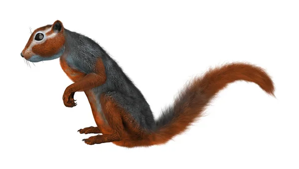 3D Rendering Rotes Buschhörnchen auf Weiß — Stockfoto
