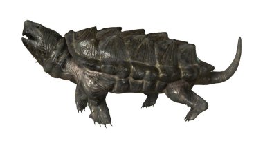 3D render timsah yapışma kaplumbağa üzerinde beyaz