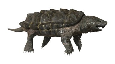 3D render timsah yapışma kaplumbağa üzerinde beyaz