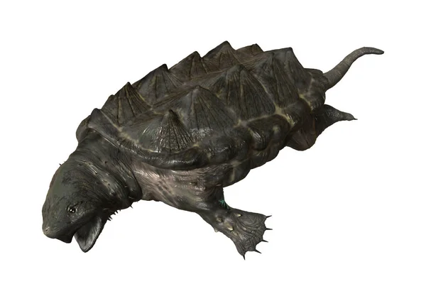 3D rendering Alligator sköldpadda på vit — Stockfoto
