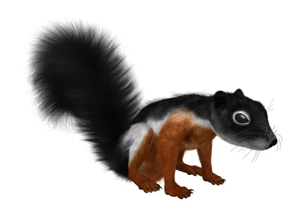 3D Rendering Prevost Squirrel on White — Stock Photo, Image