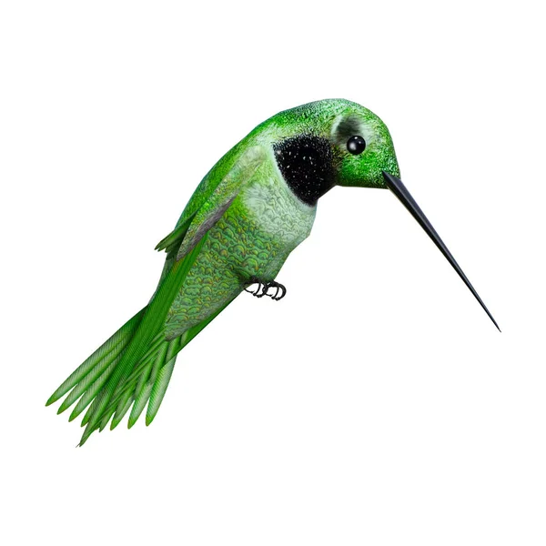 3D renderização Hummingbird em branco — Fotografia de Stock