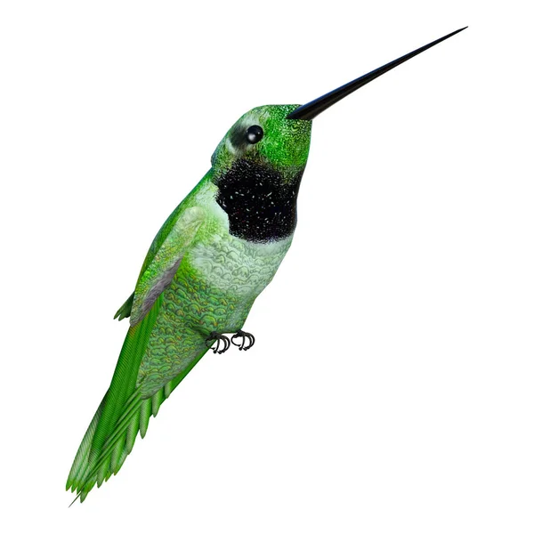3D rendering Hummingbird op wit — Stockfoto