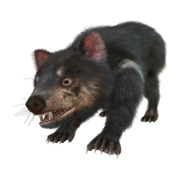 3D Rendering Tasmanian Devil on White — Stock Photo, Image