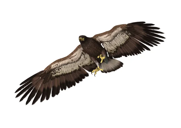 3D Águila de representación en blanco —  Fotos de Stock