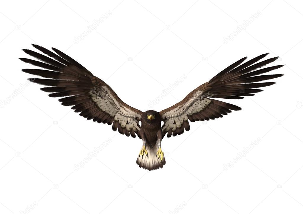 3D Rendering Eagle on White