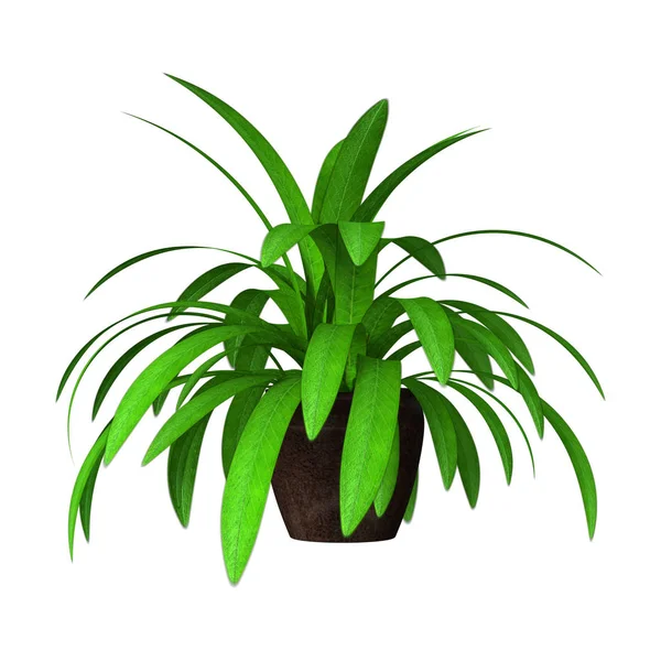 3D Rendering Home Plant on White — Stock Photo, Image