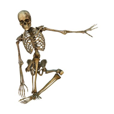 Beyaz üzerine 3D render insan iskeleti