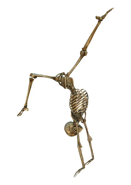 3D rendering mänskliga skelettet på vit — Stockfoto