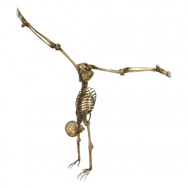 Beyaz üzerine 3D render insan iskeleti