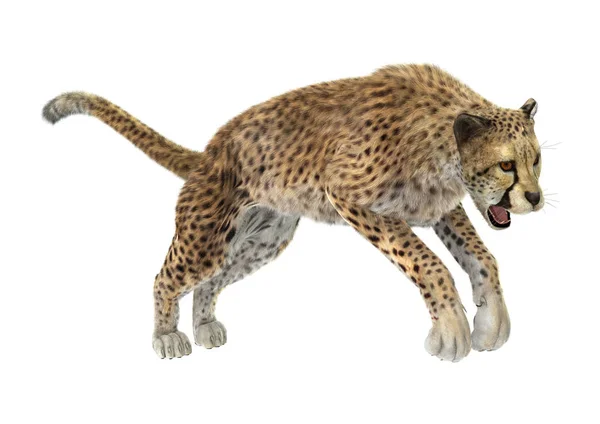 3D Rendering Cheetah di Putih — Stok Foto