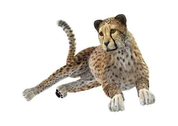 3D rendering Cheetah op wit — Stockfoto