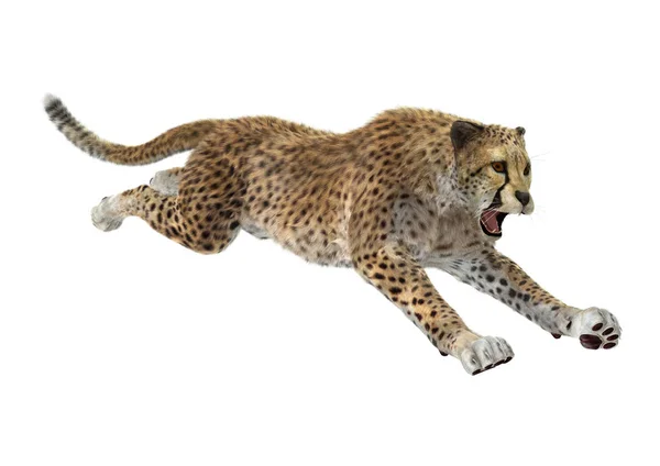 Representación 3D Cheetah en blanco — Foto de Stock