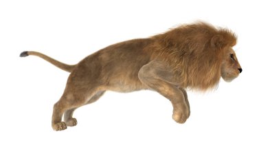 Beyaz üzerine 3D render erkek aslan