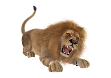 Beyaz üzerine 3D render erkek aslan