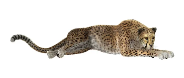 3D rendering Cheetah op wit — Stockfoto