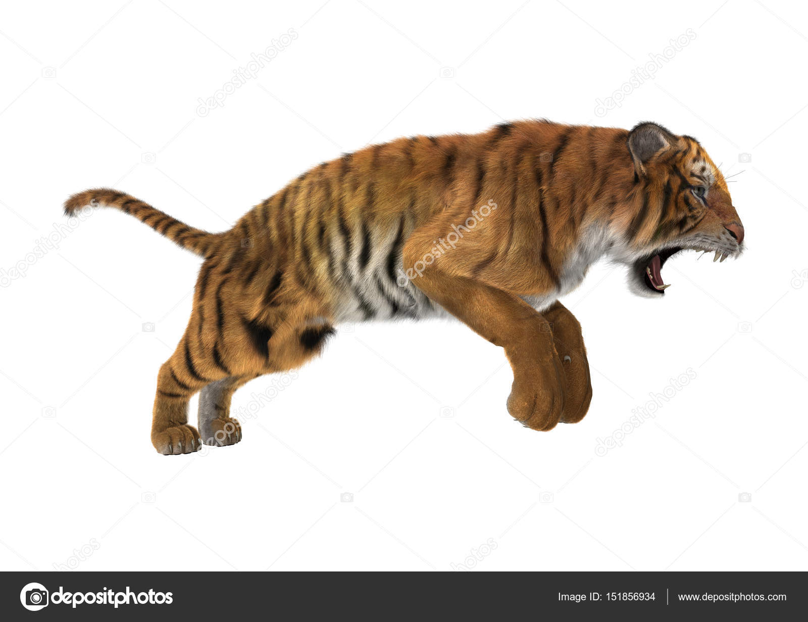 Dangerous Bengal Tiger Roaring and Jumping Isolated on White