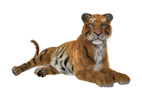 Representación 3D Big Cat Tiger en blanco —  Fotos de Stock