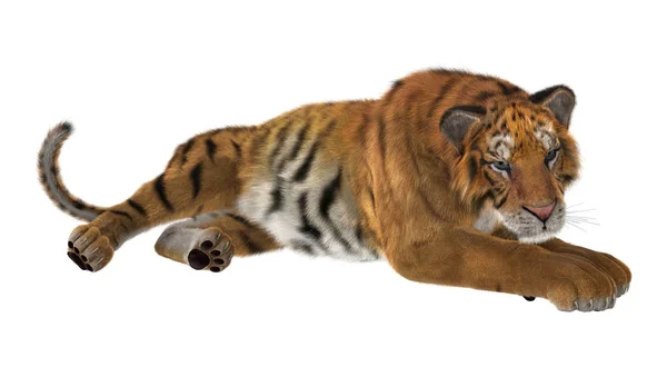 3D Rendering Big Cat Tiger on White — Stock Photo, Image