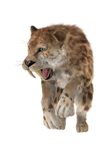 3D Rendering Saber Tooth Tiger on White — Stock Photo, Image