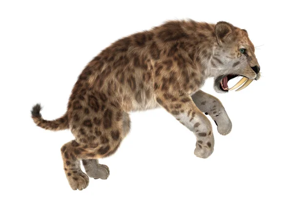 3D Rendering Saber Tooth Tiger on White — Stock Photo, Image