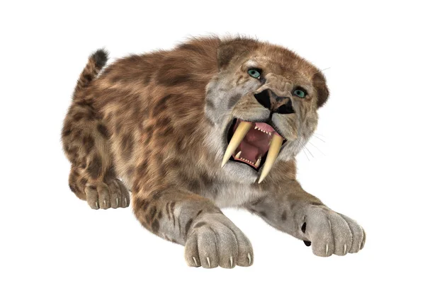 3D Rendering Saber Tooth Tiger on White — Stock Photo, Image