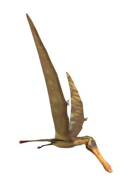 3D render Pterodactyl Anhanguera beyaz