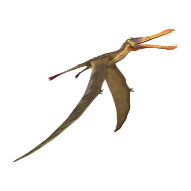 3D render Pterodactyl Anhanguera beyaz