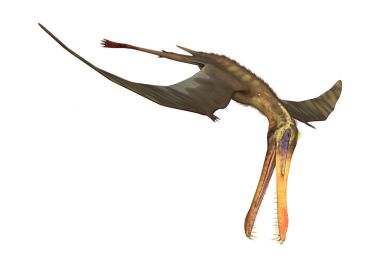 3D render Pterodactyl Anhanguera beyaz