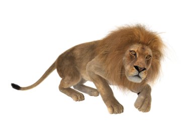 Beyaz üzerine 3D render erkek aslan