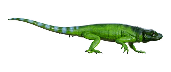 3D Rendering Chuckwalla on White — Stock Photo, Image