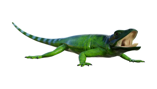 3D rendering Chuckwalla op wit — Stockfoto