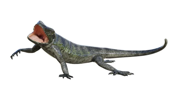 3D rendering Chuckwalla på vit — Stockfoto