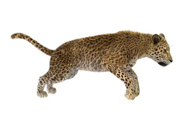 3D rendering Big Cat luipaard op wit — Stockfoto