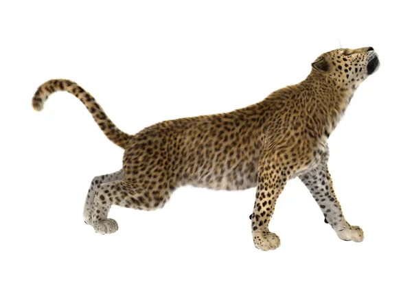 Representación 3D Big Cat Leopard en blanco — Foto de Stock