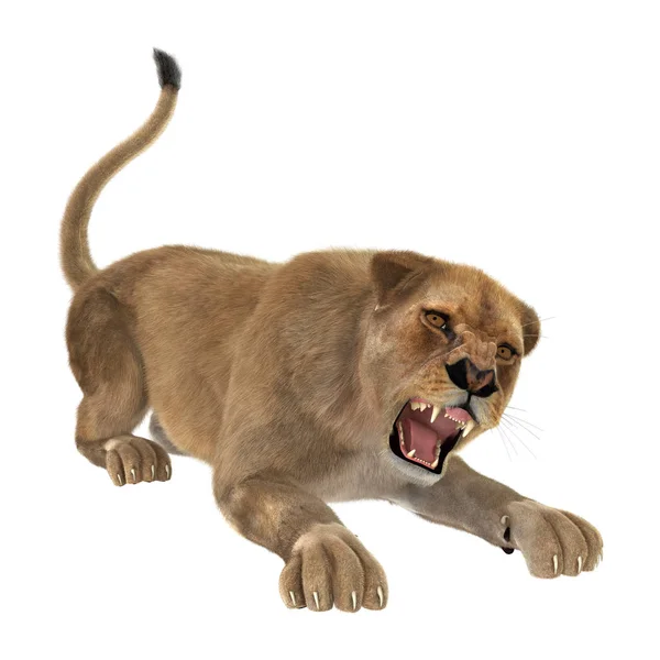 3D rendering vrouwelijke Lion op wit — Stockfoto