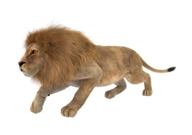 Beyaz üzerine 3D render erkek aslan