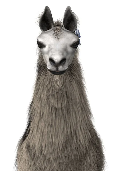 3D rendering Llama of Lama op wit — Stockfoto