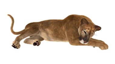 3D render büyük kedi Puma beyaz