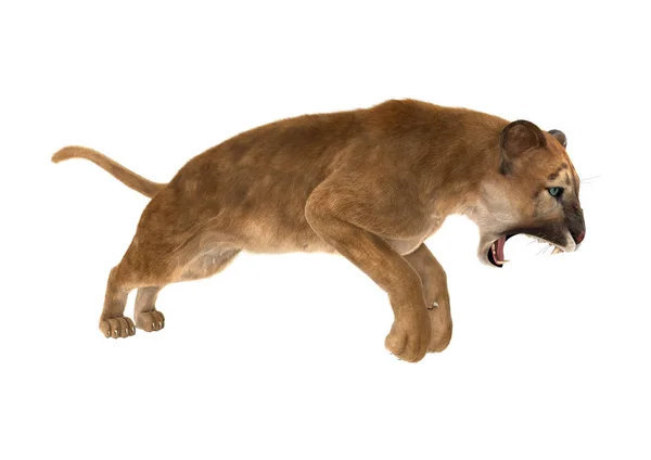 3D rendering nagymacska Puma-fehér — Stock Fotó