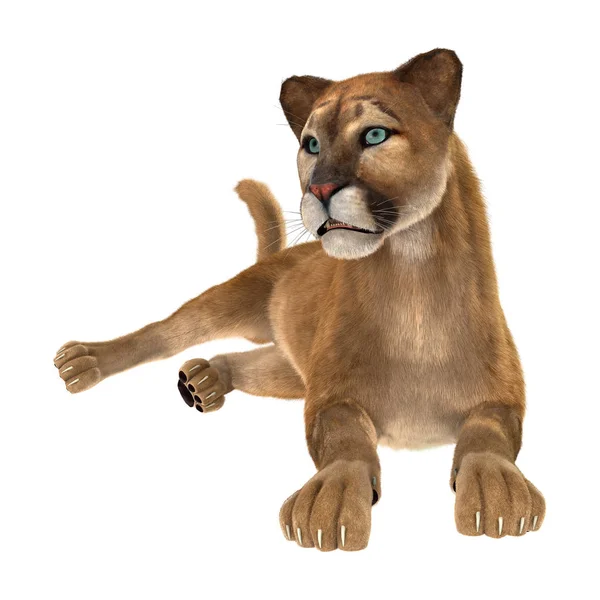 3D renderização Big Cat Puma em branco — Fotografia de Stock