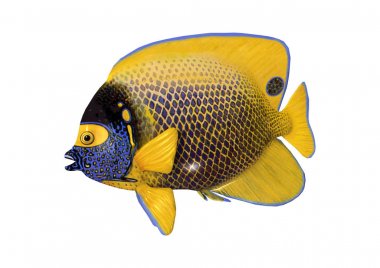 3D render Blueface Angelfish beyaz