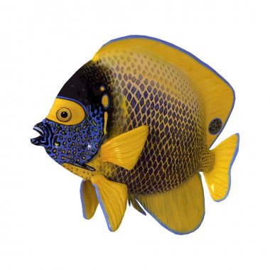 3D render Blueface Angelfish beyaz