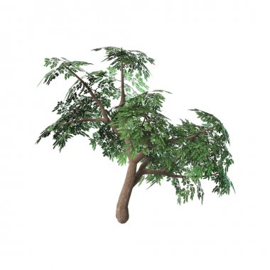 3D render Okaliptüs ağacı beyaz