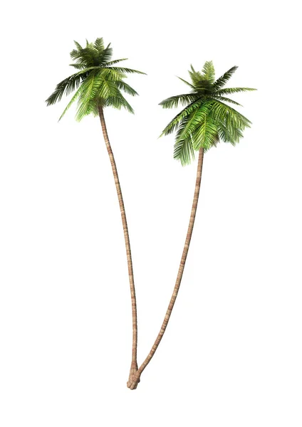 3D renderização palmeiras de coco em branco — Fotografia de Stock