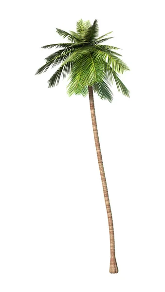 3D renderização Coconat Palm Tree em Branco — Fotografia de Stock
