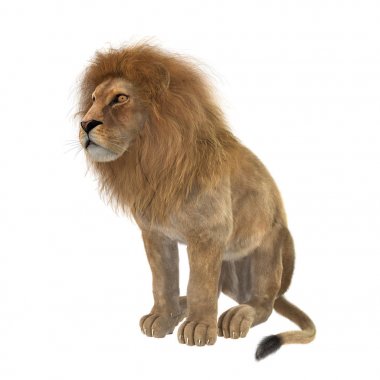 Beyaz üzerine 3D render erkek aslan