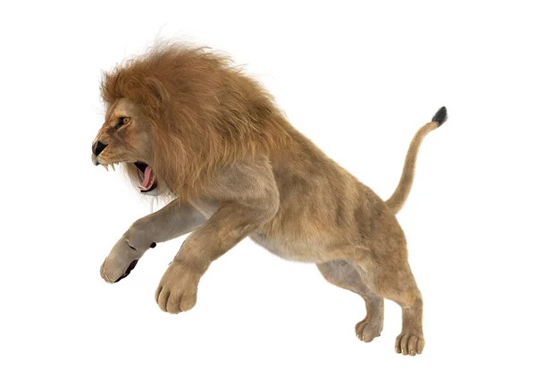 3D Rendering Male Lion on White — Stock Photo, Image